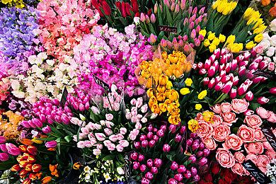 《圣女之歌零2：鳞痕誓约》正式宣传片 2月22日正式发售